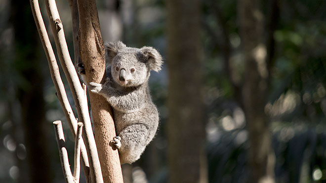 Local Babysitters and Nannies and sometimes, Koalas, at Babysitters Now