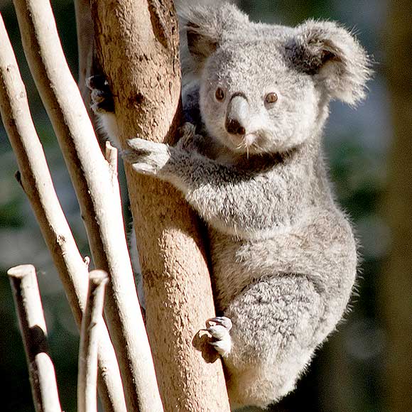 Choose your own Koala